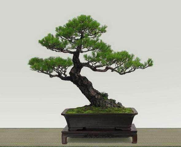 现在生活条件好了 越来越多的人喜欢玩盆景