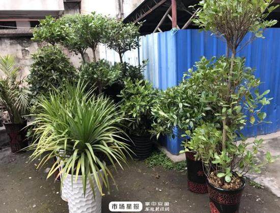 犯罪嫌疑人为什么要盗窃盆景？民警下决心 抓获这个采花大盗