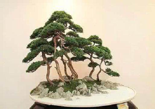 2017如皋花木盆景产业专题推介会召开