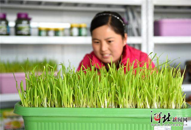 黄韭盆景今年9月获批国家地理标志保护产品