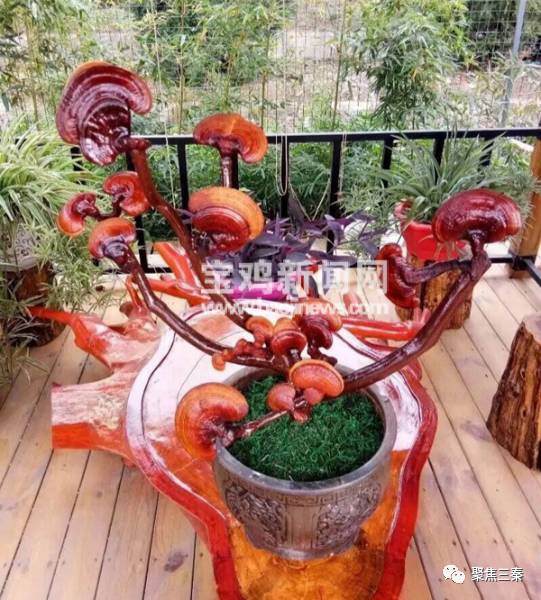 宝鸡扶风:灵芝变盆景 铺就致富路