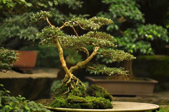 听说最近很流行这几种树桩盆景，卖的很火爆哦！