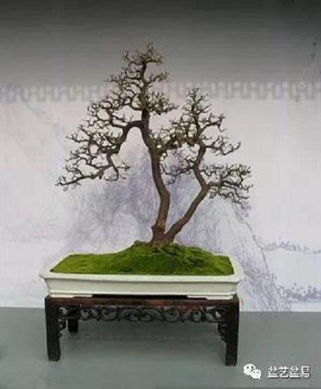 为树桩盆景最关键性的定型修剪