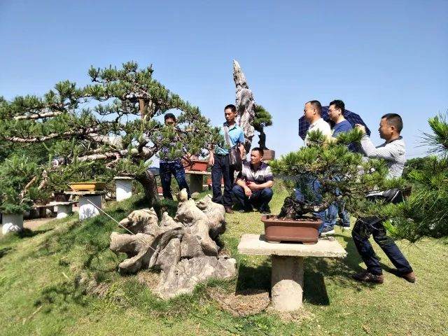 揭秘：枞阳盆景行业发展探究