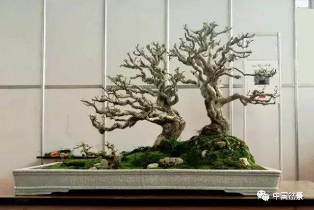 湖北盆景爱好者受邀前往台湾表演