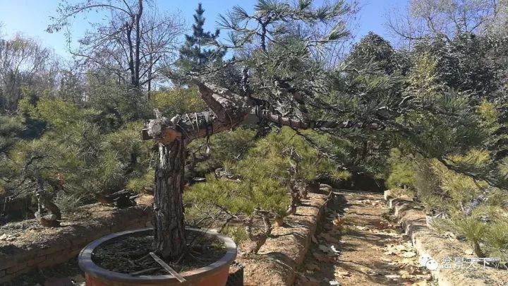 访名园:盆景天下走进中州盆景文化园