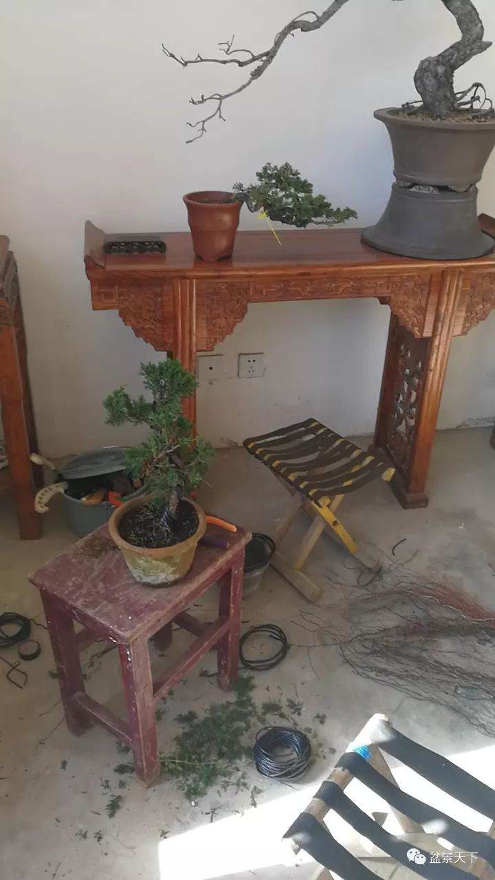 访名园:盆景天下走进中州盆景文化园