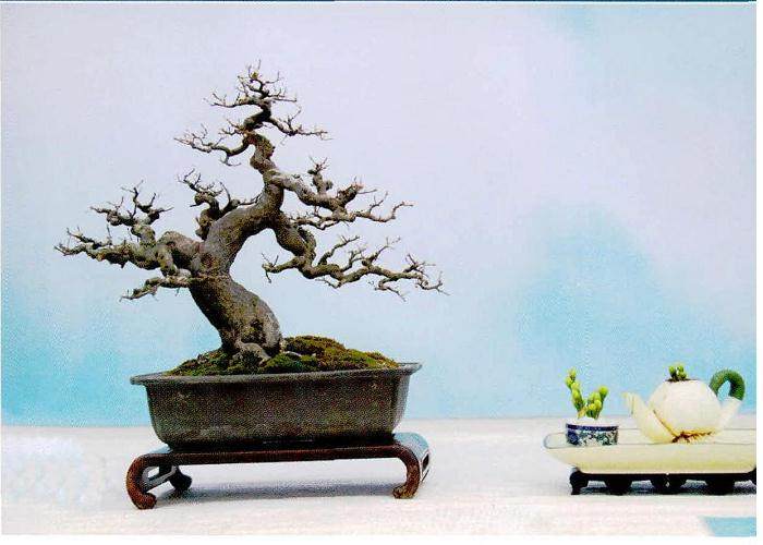 香港岭南盆景艺术学会举办盆景展示活动