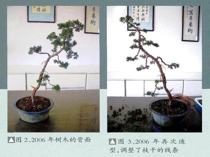 制作文人树盆景之前 一般先有一个初步的构思