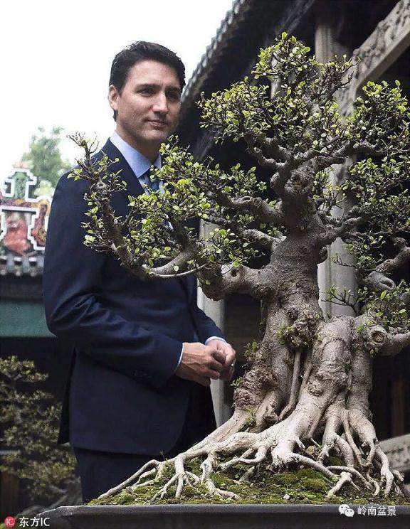 盆景也是《财富》的代名词！