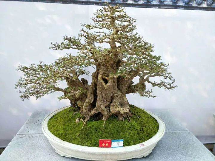 第二届武陵盆景&middot;赏石博览会即将开幕