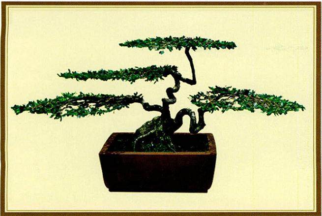 张坦坦谈地柏盆景的制作技巧