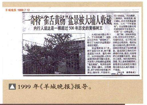 韩学年谈黄杨盆景的收藏价值