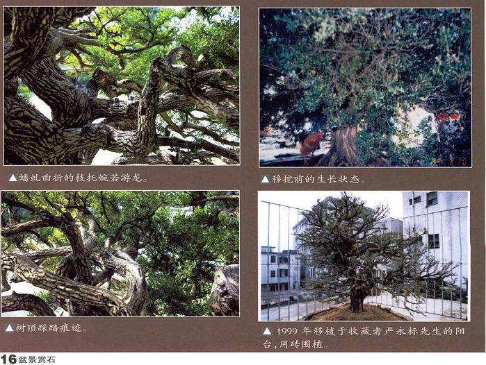 韩学年谈黄杨盆景的收藏价值