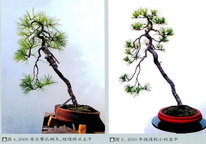 赵庆泉谈黄山松盆景的制作方法