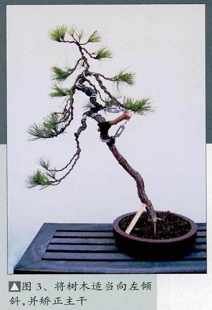 赵庆泉谈黄山松盆景的制作方法