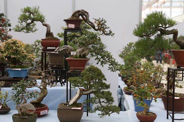 我打赌，这是2017年末最火爆的盆景展销会了！