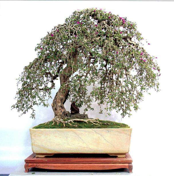 王恒亮受邀在展会现场进行了盆景制作表演