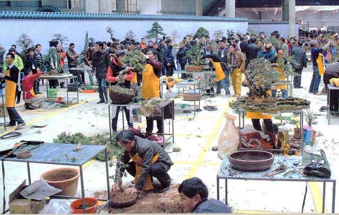 云南省盆协副理事长彭晓斌陪同下参观昆明盆景园