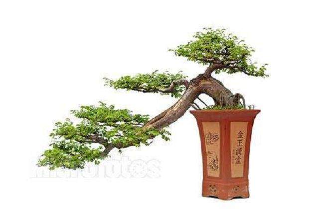 中国杯盆景大赛暨第八届中国如皋花木盆景艺术节日前举办