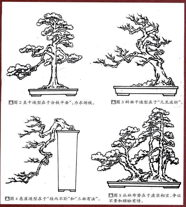 刘传刚谈中国动势盆景的造型技巧