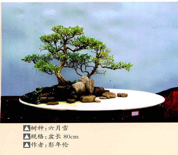 遵义市花卉盆景协会成立于1982年