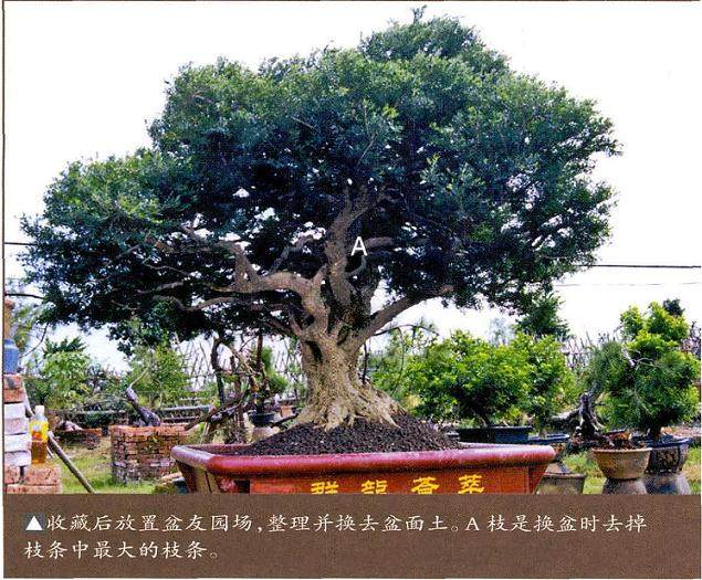 韩学年谈黄杨盆景的收藏