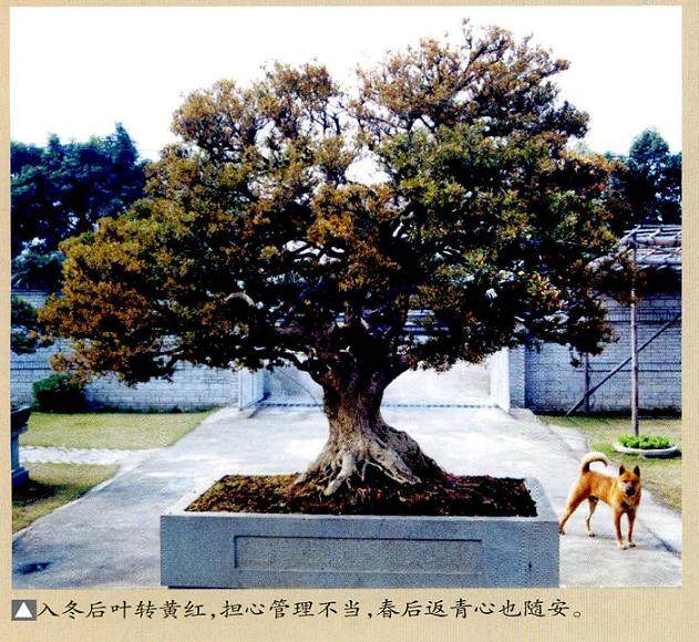 韩学年的黄杨盆景的收藏