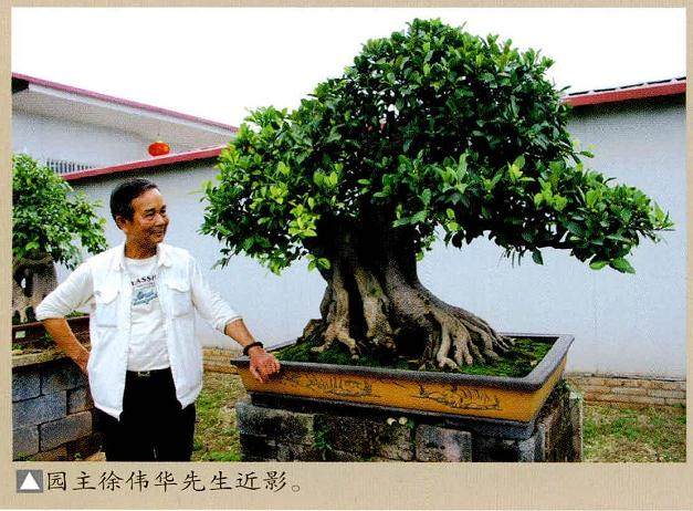 伟华盆景园位于玉林市园艺场 占地8000余平方米