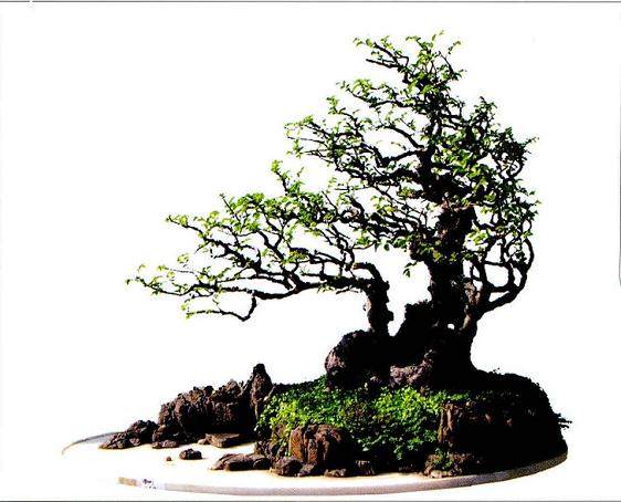 如何整理叶片都是盆景制作技术中重要的一环