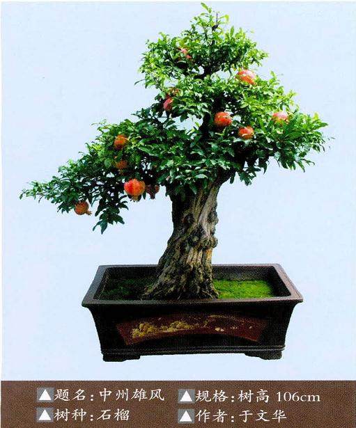 树桩盆景夏季叶片干边干尖是养护中常见问题