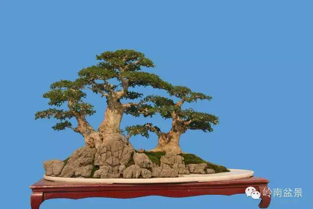 浅谈对节白蜡盆景的形与神