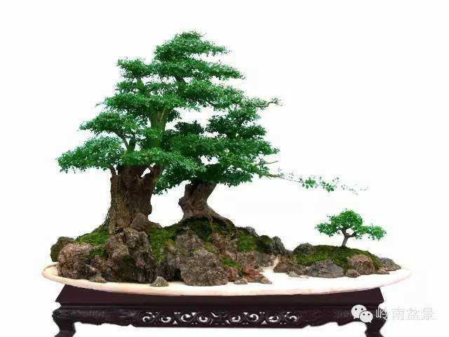 浅谈对节白蜡盆景的形与神