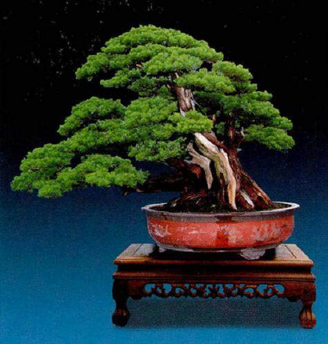 随着盆景收藏逐渐增多 优秀的盆景作品越来越常态化