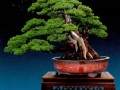 随着盆景收藏逐渐增多 优秀的盆景作品越来越常态化
