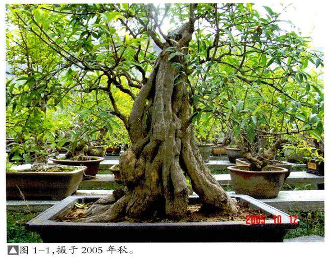 枣庄盆景爱好者制作石榴桩材的过程