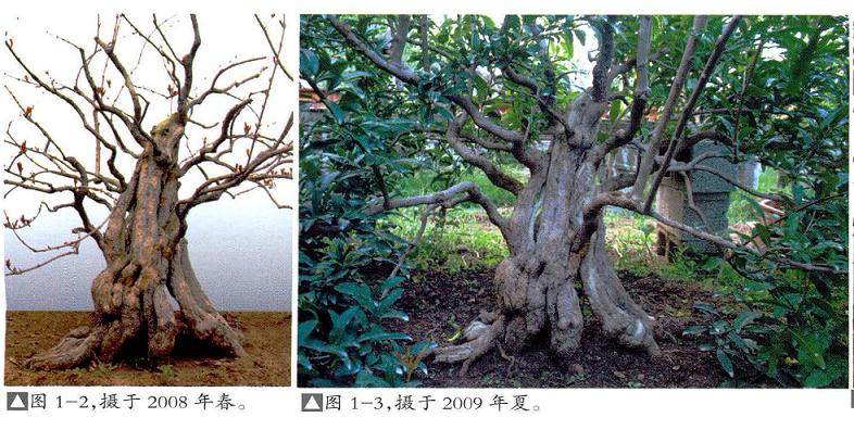 枣庄盆景爱好者制作石榴桩材的过程