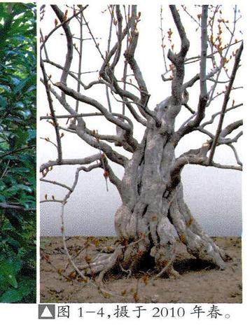 枣庄盆景爱好者制作石榴桩材的过程