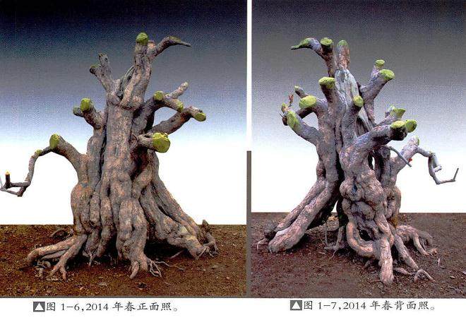 枣庄盆景爱好者制作石榴桩材的过程