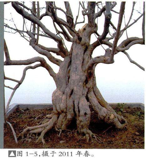 枣庄盆景爱好者制作石榴桩材的过程