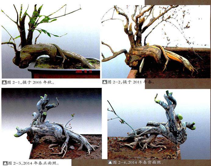 枣庄盆景爱好者制作石榴桩材的过程