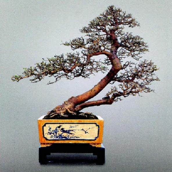 朱本南先生的山桔盆景作品《闲情雅致》