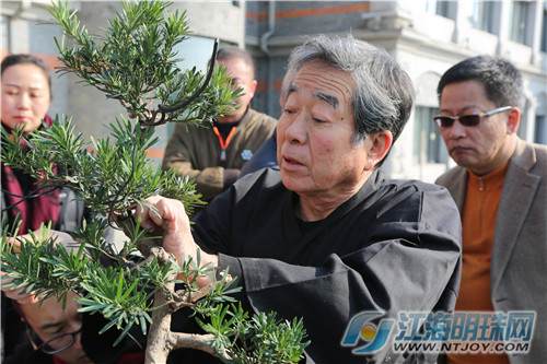 中日盆景文化艺术交流中心将落户南通