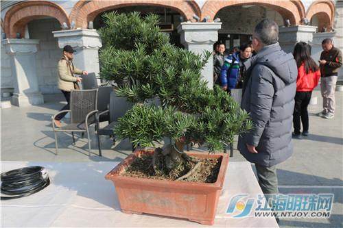 76岁老人痴迷盆景16年