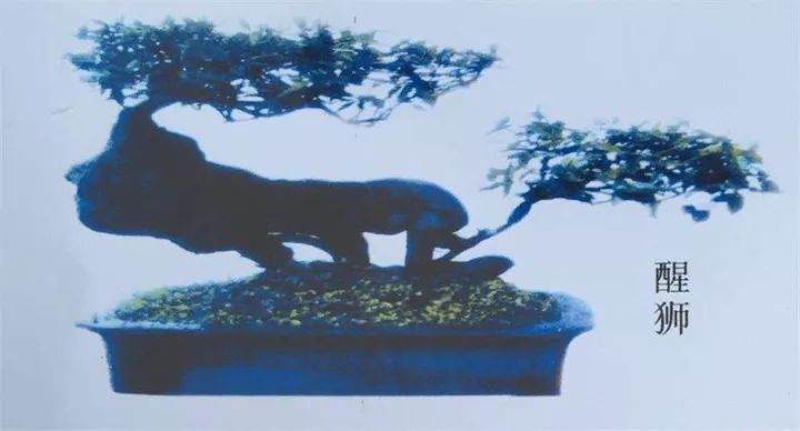 黄友兴 -- 川派盆景誉天下 一生追求成宗师