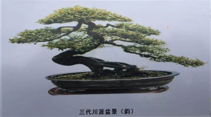 黄友兴 -- 川派盆景誉天下 一生追求成宗师