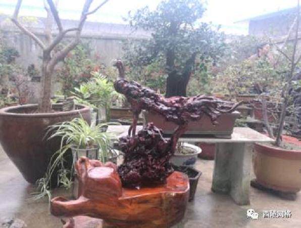 大堰湾社区举办盆景、书画、摄影展