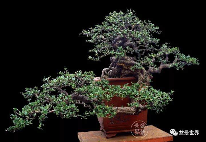 陈志就 广东佛山人 岭南盆景艺术大师