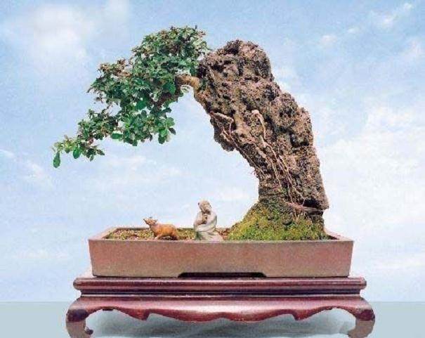 附石盆景让我深深的感觉到了树木的坚韧与生机