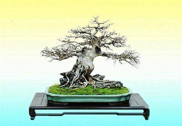 附石盆景让我深深的感觉到了树木的坚韧与生机